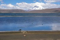 Expertos advierten que recuperación del Lago Chungará podría tardar más de 50 años tras derrame de aceite