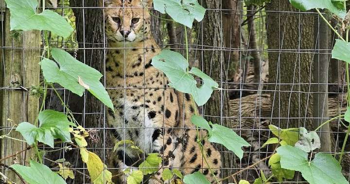 Lehigh Valley wildlife refuge searching for three African serval cats that escaped
