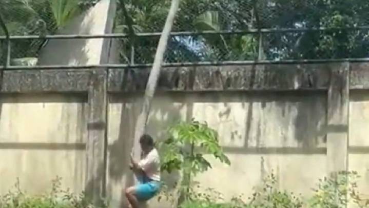 Leona mata a un hombre en zoológico de Brasil