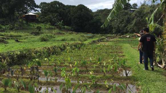 West Maui water conflicts raise hope for future solutions