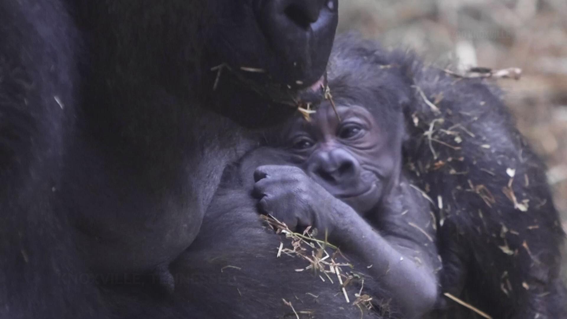 Endangered Western lowland gorilla born at Tennessee zoo