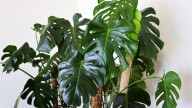 Keep Your Monstera Plants Healthy All Winter With These Simple Tips
