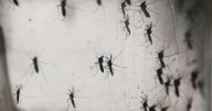 Mosquitos modificados: Inauguran en Yucatán “Fábrica de Mosquitos Buenos”, donde producirán millones de zancudos modificados para perder la capacidad de transmitir dengue, zika y chikungunya