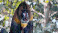 Mandrills Are The World's Largest Monkeys And Can Live In Groups Of Over 800 Individuals