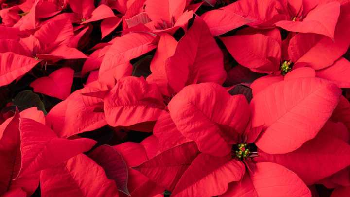 With a little care seasonal plants can stay green and bright all year