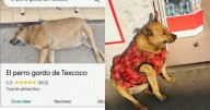 “El lomito de Texcoco”: el adorable perrito que se volvió una celebridad en Google Maps con calificación de 5 estrellas