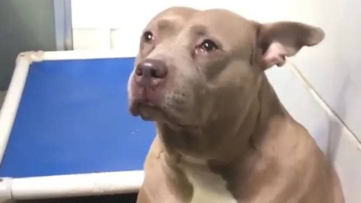 North Carolina Pitbull's Heartbreaking Cry Leads To A Miracle After Viral Video