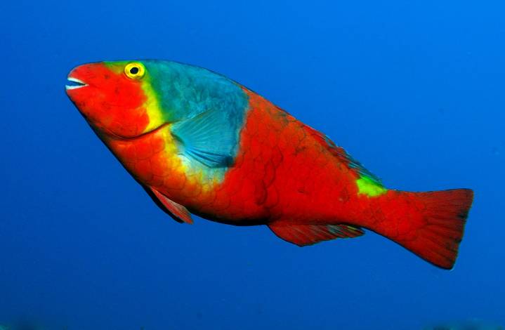 Sorprendente explosión demográfica de viejas en las coladas submarinas del Tajogaite