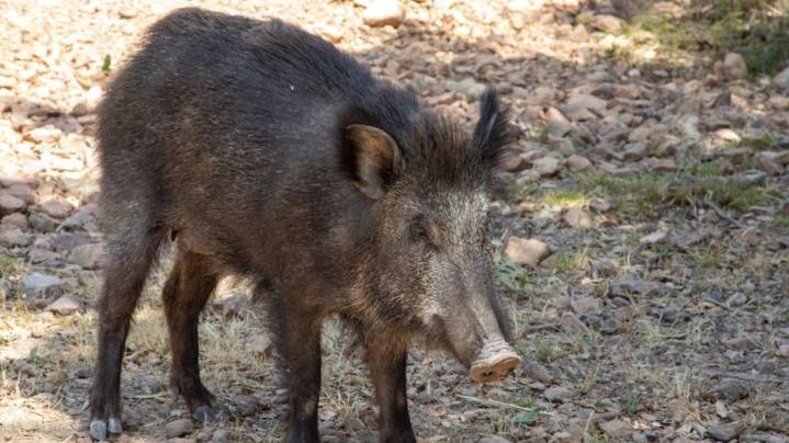 Feral hogs in North Texas city prompt increased patrols, officials say