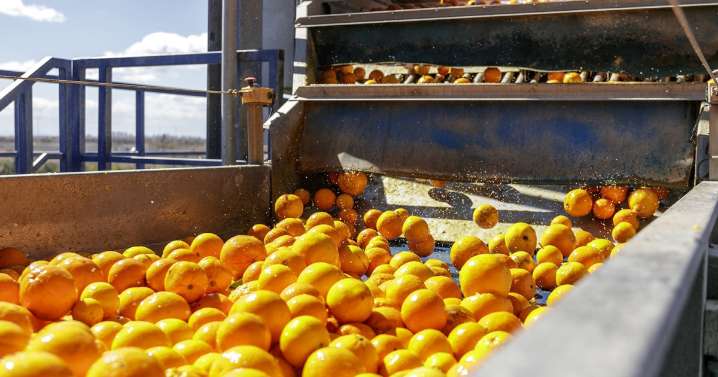 España deja de ser el mayor productor de naranjas y lo suple disparando las compras a Marruecos