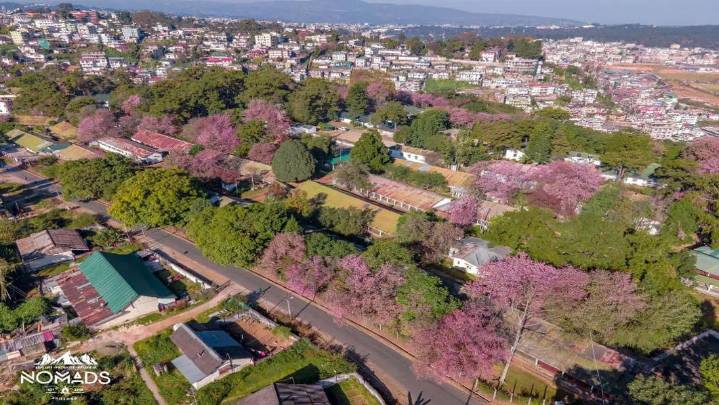 Why do Cherry Blossoms turn pink?