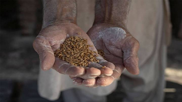 Pak: Punjab's Wheat Ban Pushes Rawalpindi And Islamabad To Flour Crisis World News