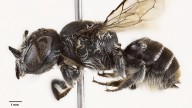 Demonic horns and a devilish name: New ‘Lucifer' bee discovered in Australia