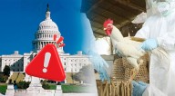 ALERTA, ciudadanos en Washington: se confirma el primer caso de GRIPE AVIAR H5N5 y autoridades investigan exposición