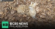 Wildcat safely recaptured in Pennsylvania as search for other 2 continues