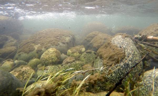 Qué es el moco de roca, el alga que se pega a las piedras y pone en peligro a la Patagonia