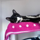 Nine cats rescued from 46-cat hoarding situation available for adoption in Warwick