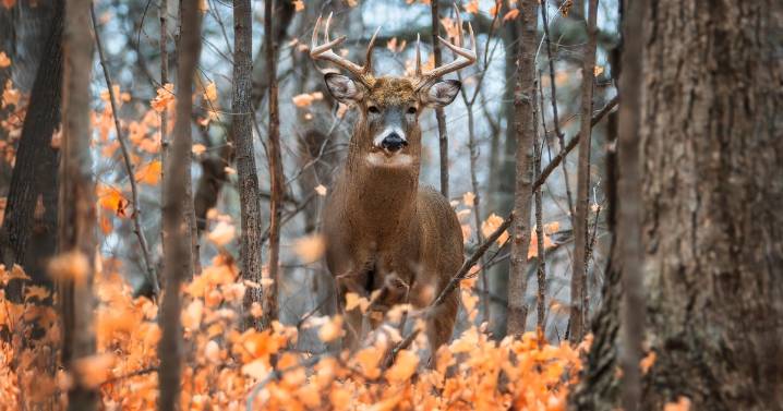 With healthy population awaiting, Minnesota hunters prep for firearms deer opener