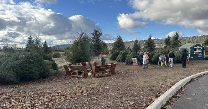 Hutton Settlement Christmas tree farm opens for holiday season