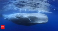 Unlocking cancer’s secrets: Why whale DNA holds the key; scientists reveal