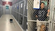 When The Daycare Phone Rang For Help The New York Rescue Staff Came In And Found A Surprise In The Kennel