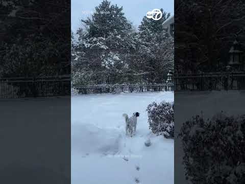 Chicago Suburb Blanketed by Snow After Winter Snowstorm