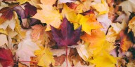 Jackson’s fall leaf collection program set to begin Monday