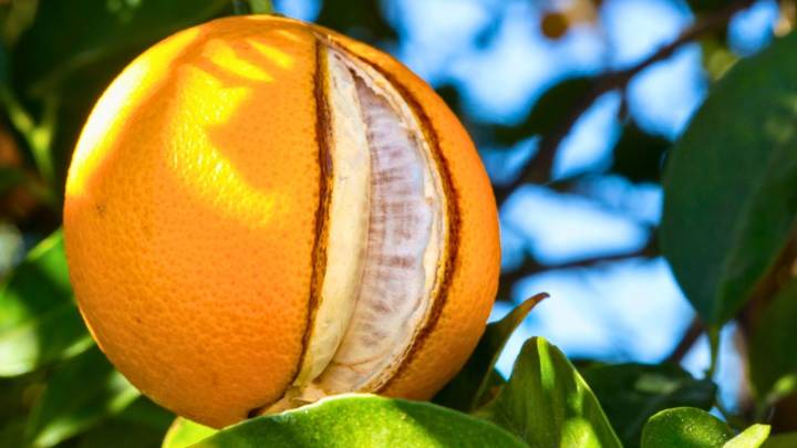 Naranjo: qué quiere decir que las naranjas se abran a la mitad estando en el árbol