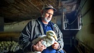 Crescent duck farm's slow recovery after bird flu outbreak