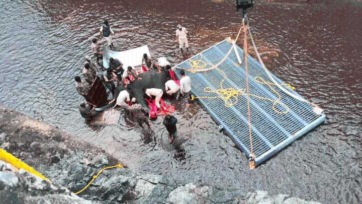 Incredible 2-day rescue op to save wild elephant trapped in canal in Karnataka’s Shivanasamudra