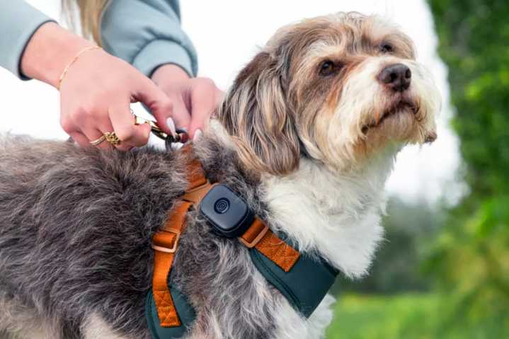 Life360 releases new pet-tracking device