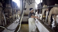 ¿Tambos en crisis?: crece la producción de leche, pero está en menos manos