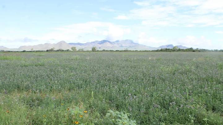 Posible, regar el 40% de la superficie agrícola en 2026: SRL San Pedro