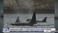 J-Pod orca calf in WA believed to be dead.