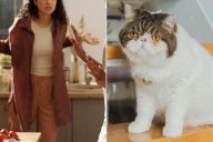 Exotic Shorthair Cat Sparks $25,000 Custody Battle Between Former Roommates