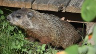 Identifying Garden Pests: The Difference Between Groundhogs And Woodchucks
