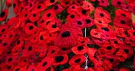 Remembrance row as woman 'faces disciplinary action' for not wearing poppy at work