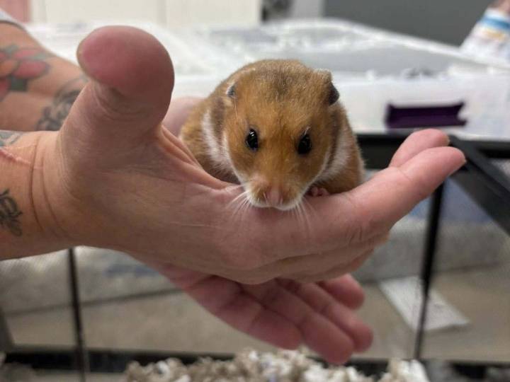 AARCS seeking support for to rehabilitate dozens of hamsters