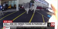 Bull and his owner found in Stark County parking lot