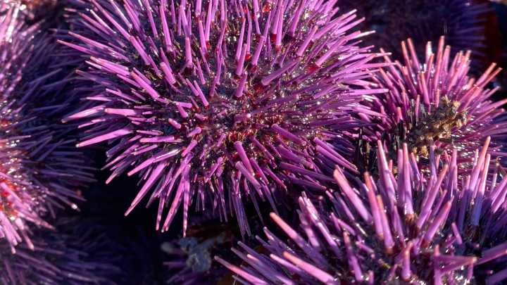 New strategies may help Oregon's struggling kelp forests bounce back