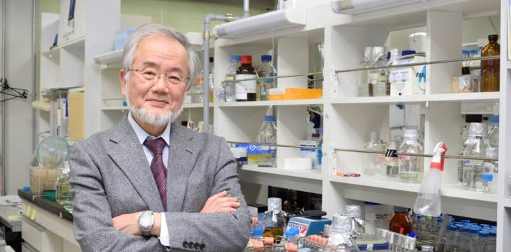 Qué es la autofagia celular y por qué fue clave para el Nobel de Yoshinori Ohsumi