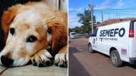Perro Muere Junto a su Dueño Cuando lo Intentó Defender de Sujetos Armados en Culiacán, Sinaloa