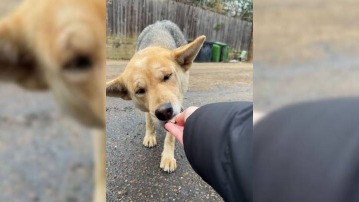 Dog Seen Wandering Mississippi Parking Lot Leads Rescuers To Her Big Secret