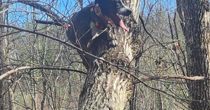 COLUMN: Tree dogs, hot water heaters, and the first week of deer season