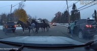 Horses briefly close road in North Ridgeville; neighbors, officers team up to guide them home