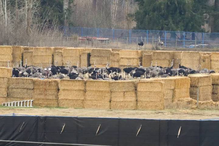 Gunshots herald ostrich cull after police limit access to British Columbia farm