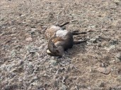 Poacher sought after bighorn sheep illegally shot near Saguache