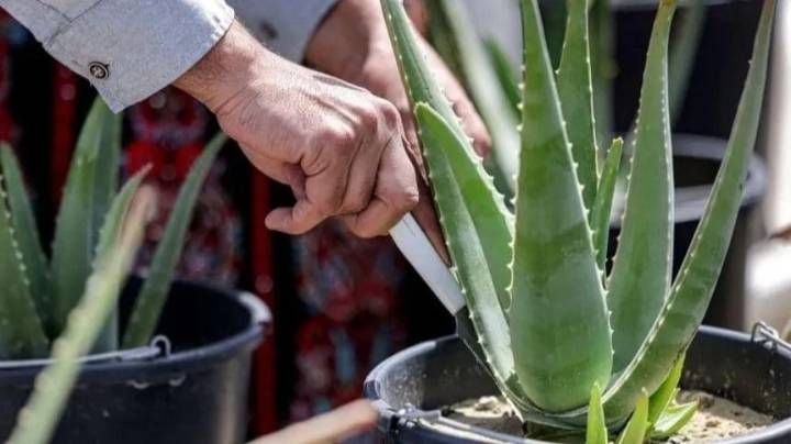 Aloe vera en la puerta: energía y armonía según Feng Shui