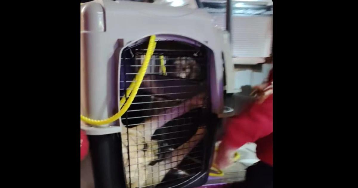 VIDEO: ¿A dónde los llevaron? Retiran a perritos de la calle en operativo de Chignahuapan