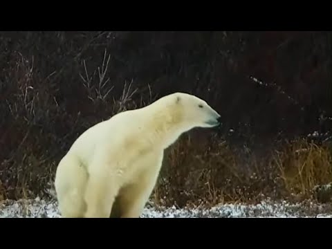 How a new AI-powered radar is helping protect polar bears